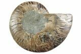 Cut & Polished Ammonite Fossil (Half) - Madagascar #364911-1